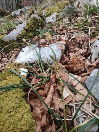 Carex brevicollis, photograph 6