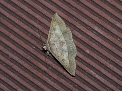 Hypospila creberrima