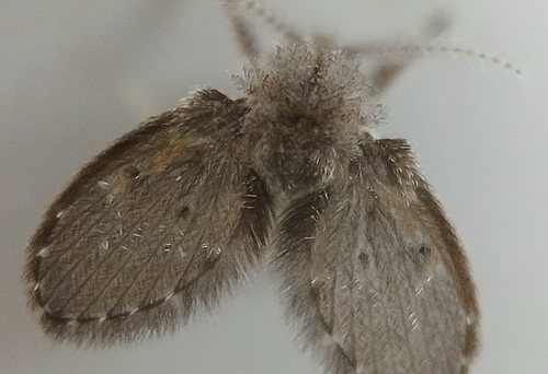 Unknown species found near Lancaster Av & Saint Davids Square, St Davids, PA 19087, USA