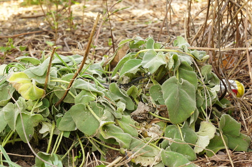 Phlomis russeliana (Phlomis russeliana)