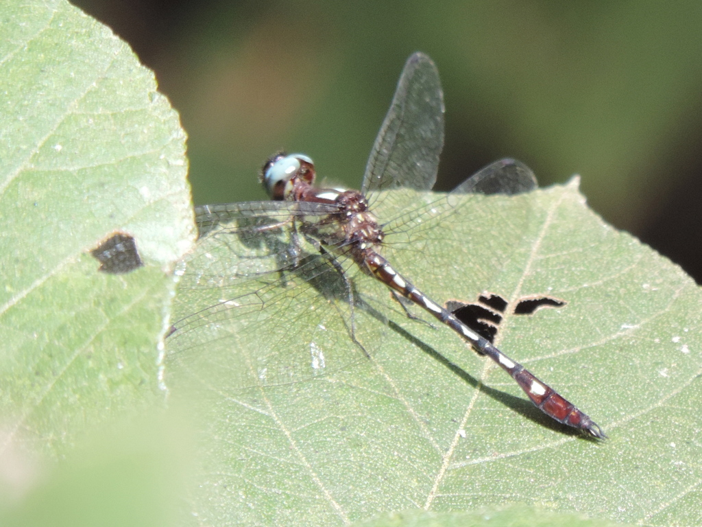 Delta-fronted Sylph
