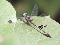 Macrothemis hemichlora