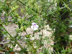 Prostanthera spinosa