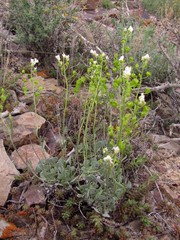 Galitzkya spathulata