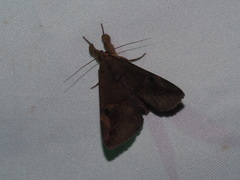 Ommatophora luminosa