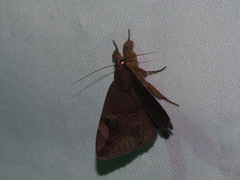 Ommatophora luminosa