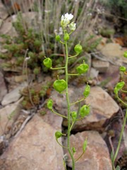 Galitzkya spathulata