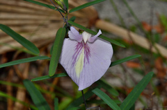 Clitoria fragrans