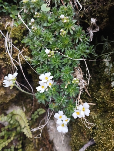 Draba dedeana, photograph 2