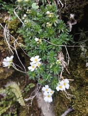 Draba dedeana, photograph (c) Mikel Etxeberria Okariz, some rights reserved (CC BY)