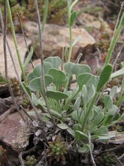 Galitzkya spathulata