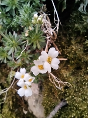 Draba dedeana, photograph (c) Mikel Etxeberria Okariz, some rights reserved (CC BY)