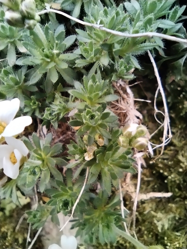 Draba dedeana, photograph 4