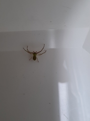 Diaea albolimbata