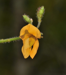 Chapmannia floridana