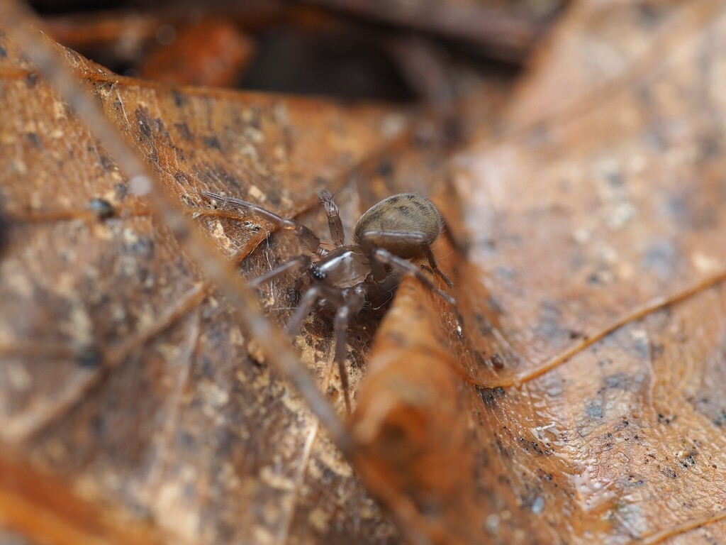 Cicurina brevis