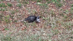 Didelphis virginiana