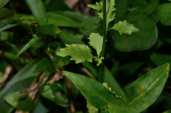 Lobelia homophylla