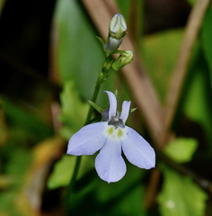 Lobelia homophylla