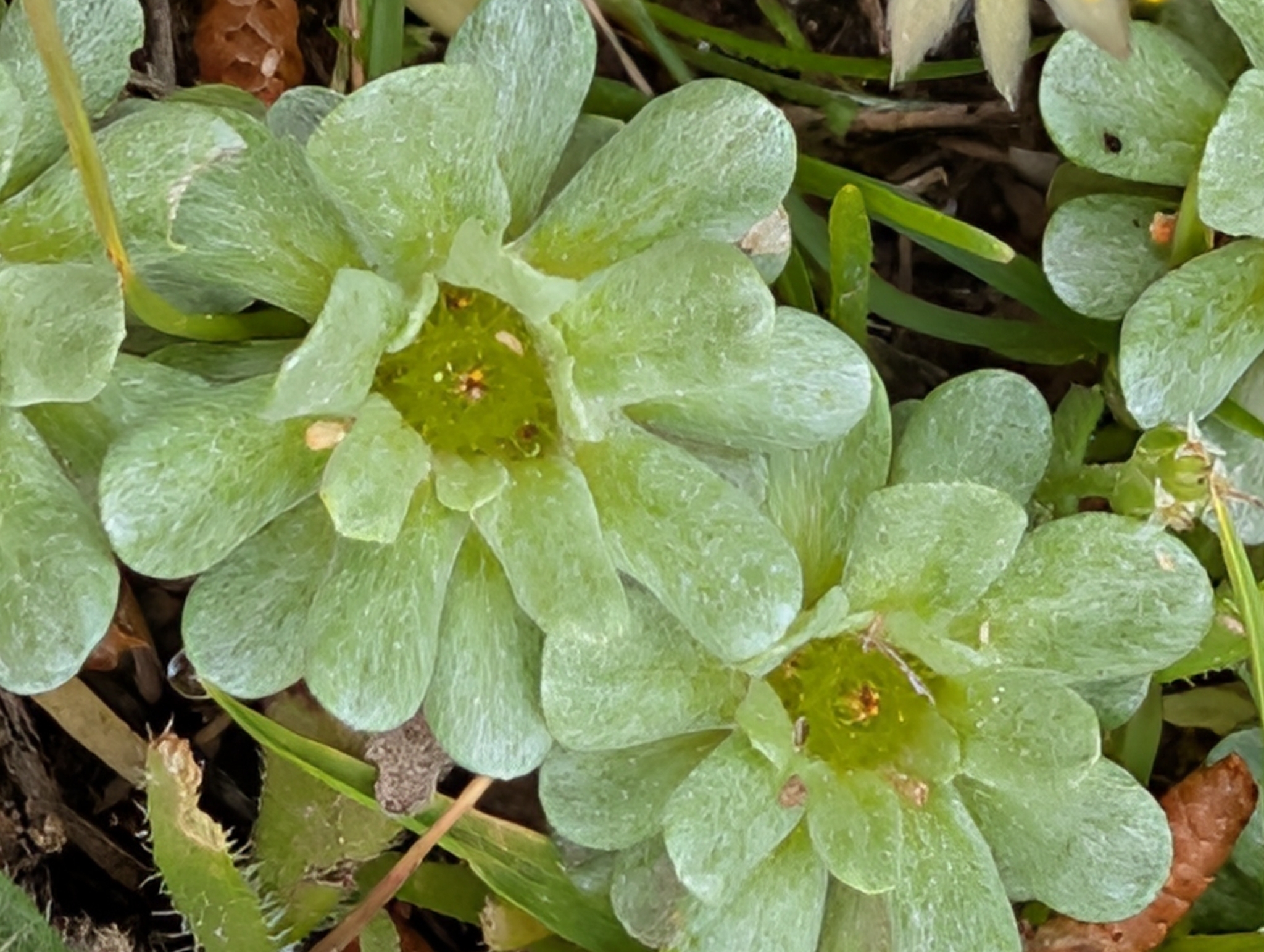 Imagem de Filago pygmaea