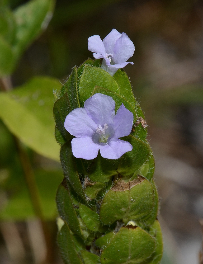 Ruellia blechum