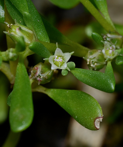 Slender seapurslane (Sesuvium maritimum)
