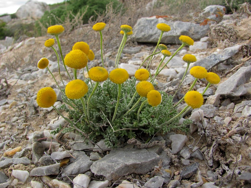 Cancrinia discoidea