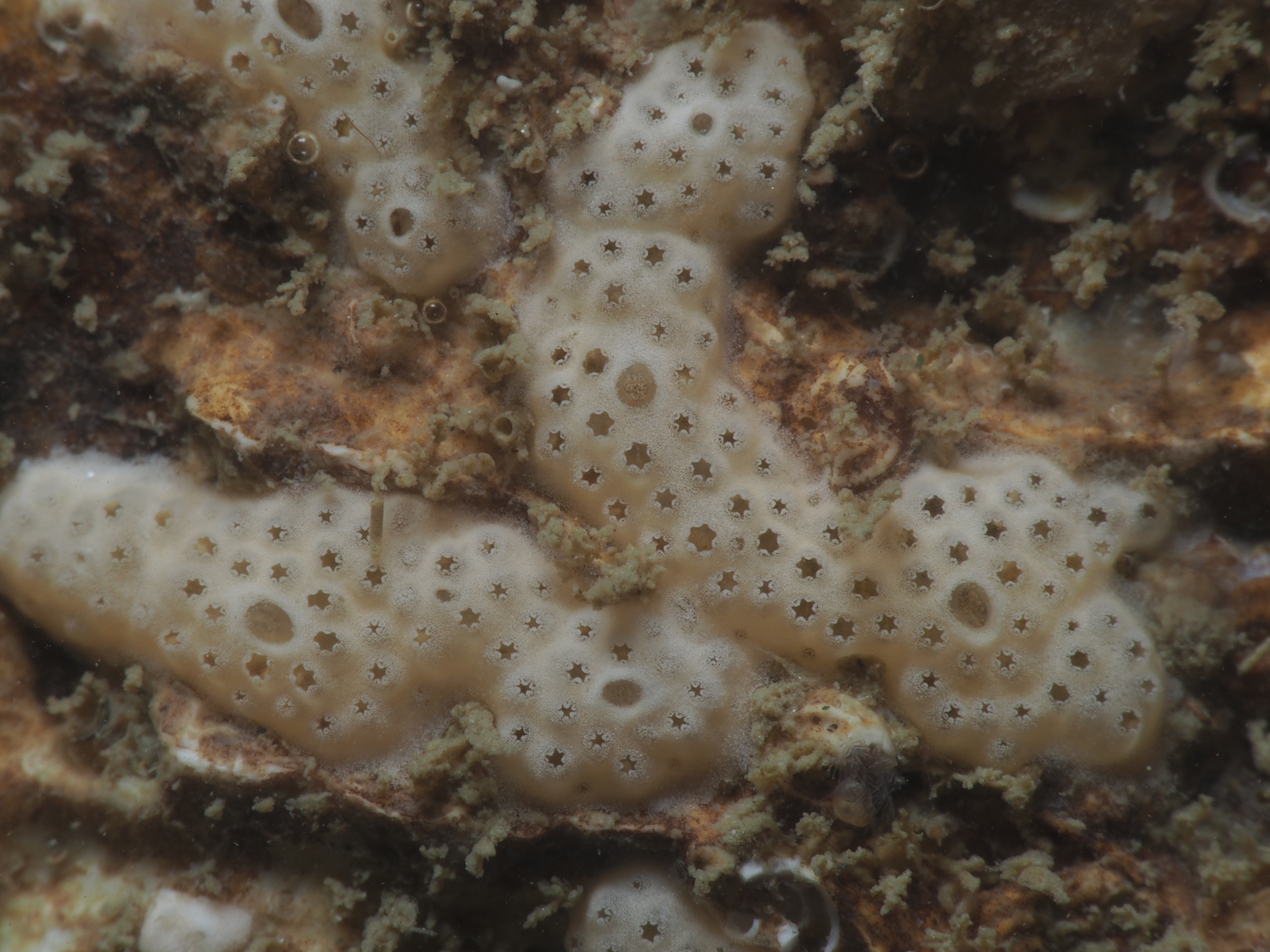 Lissoclinum perforatum (Giard, 1872)