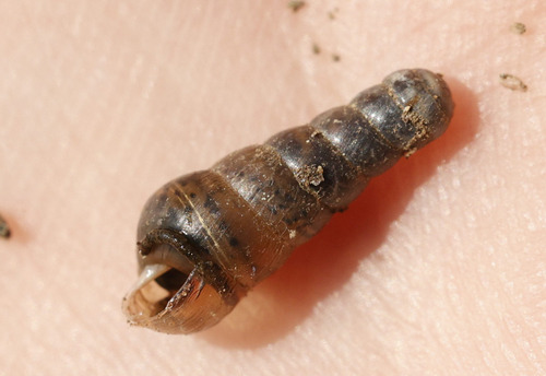 Rumina decollata