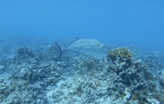 Ferdauia orthogrammus