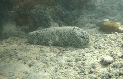 Holothuria whitmaei