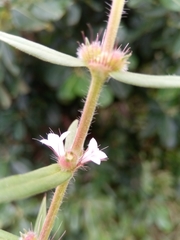 Spermacoce linearis