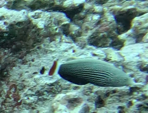 Anampses chrysocephalus, 2025-06-11