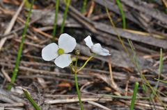 Sagittaria graminea graminea