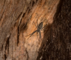 Argiope ocyaloides