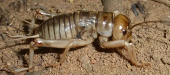Brachytrupes
