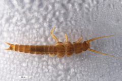 Austroperla cyrene