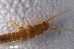 Austroperla cyrene