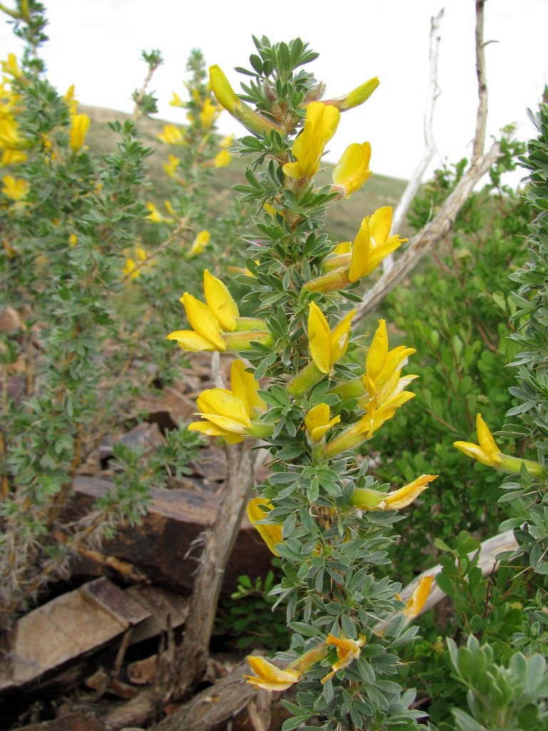 Caragana bongardiana