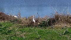 Ardea alba