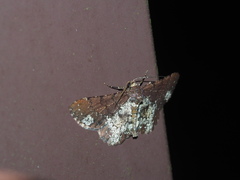 Abaciscus tristis