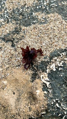 Amansia glomerata observed 2026-03-19