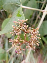 Cissus rhodotricha