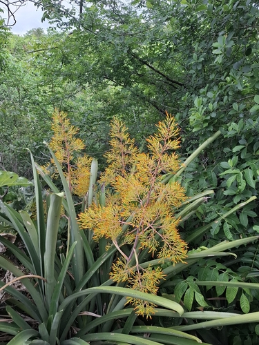 Aechmea leptantha, photograph 3