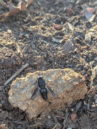 Unknown species found near West University, Reno, NV, USA
