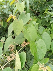 Cissus rhodotricha