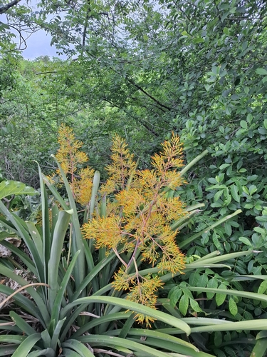 Aechmea leptantha, photograph 4
