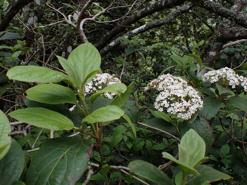 Viburnum rugosum (Viburnum rugosum)