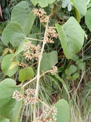Cissus rhodotricha