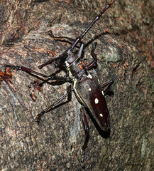 Batocera